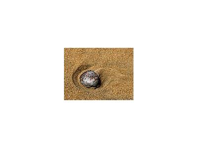 Photo Small Shells And Sand Animal