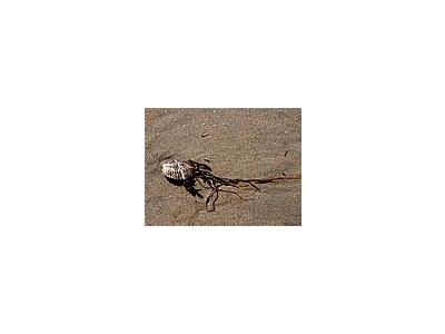 Photo Small Shells And Seaweed Animal