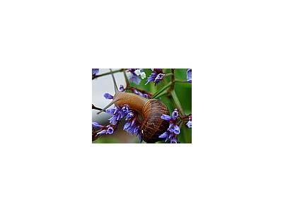 Photo Small Snail Animal