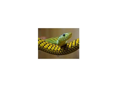 Photo Small Snake Animal