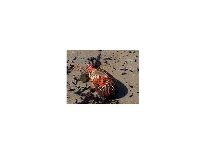 Photo Small Spiny Lobsters Animal