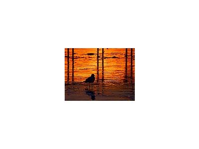 Photo Small Sunset Bird Animal