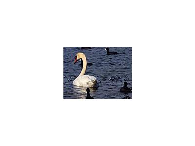 Photo Small Swan Animal