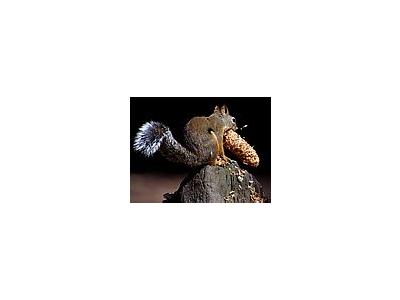 Photo Small Squirrel 4 Animal