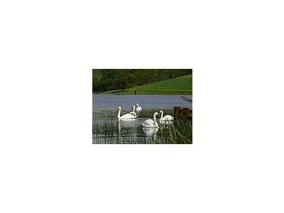 Photo Small Swans Animal