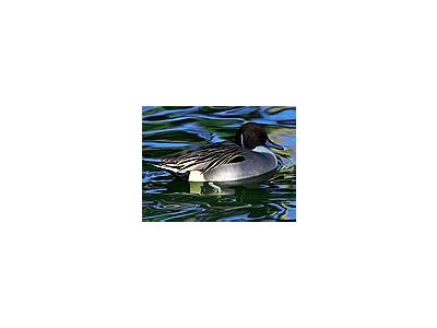 Photo Small Swimming Duck Animal