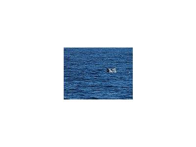 Photo Small Whale Tail Animal