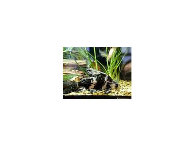 Photo Small Aquarium Fish 28 Animal