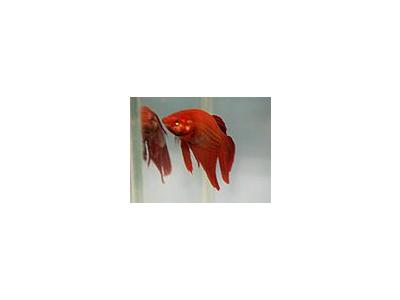 Photo Small Aquarium Fish 29 Animal