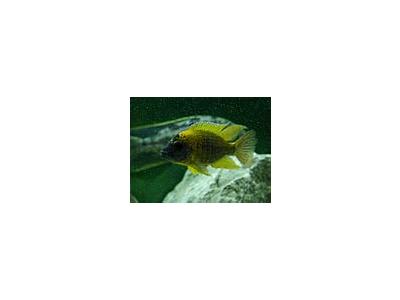 Photo Small Aquarium Fish 3 Animal