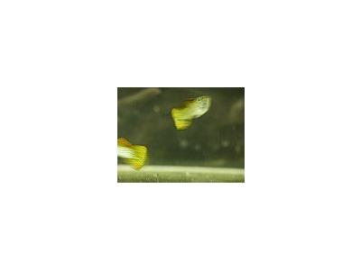 Photo Small Aquarium Fish 30 Animal