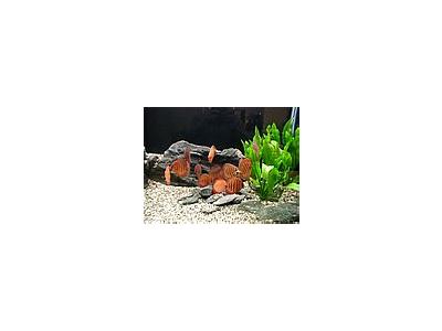 Photo Small Aquarium Fish 31 Animal