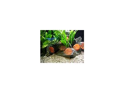 Photo Small Aquarium Fish 32 Animal