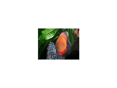 Photo Small Aquarium Fish 33 Animal