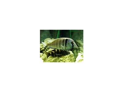 Photo Small Aquarium Fish 36 Animal