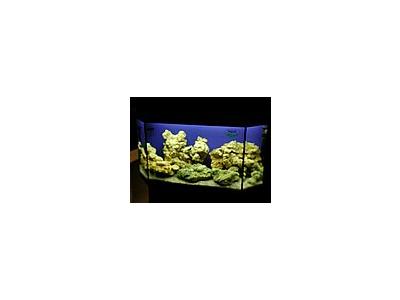 Photo Small Aquarium Fish 37 Animal