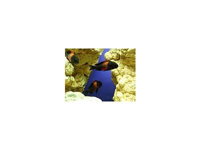 Photo Small Aquarium Fish 39 Animal