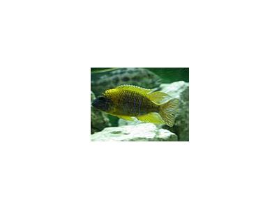Photo Small Aquarium Fish 4 Animal