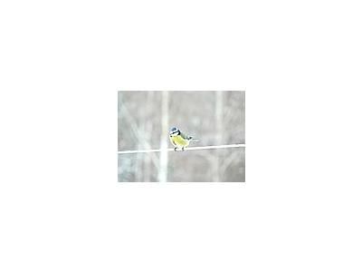 Photo Small Blue Tit On Clothesline Animal