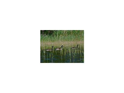 Photo Small Canadian Geese Swimming Animal