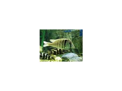 Photo Small Aquarium Fish 43 Animal