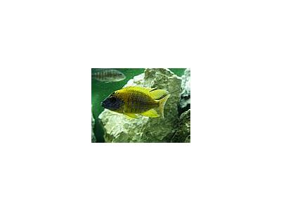 Photo Small Aquarium Fish 5 Animal