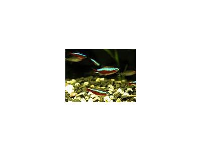 Photo Small Aquarium Fish 6 Animal