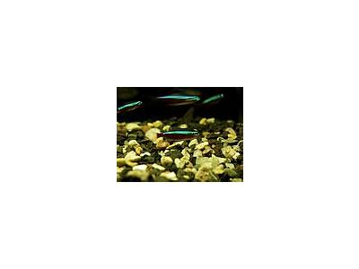 Photo Small Aquarium Fish 7 Animal