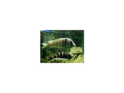 Photo Small Aquarium Fish 8 Animal