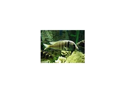 Photo Small Aquarium Fish 9 Animal