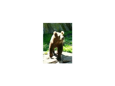 Photo Small Bear Animal