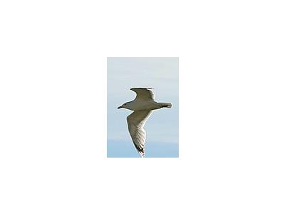 Photo Small Flying Seagull Close Up Animal