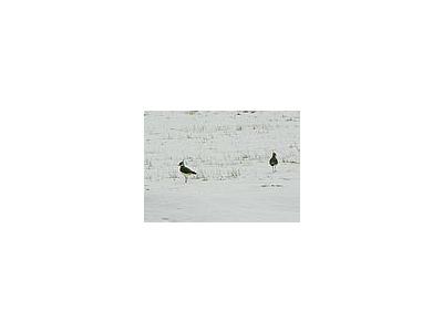 Photo Small Lapwings In Snowy Field Animal