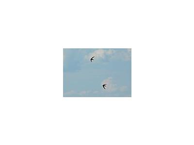 Photo Small Pair Of Flying Swallows Animal