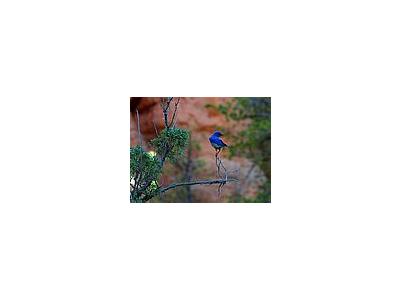 Photo Small Blue Bird Animal