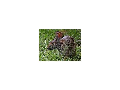 Photo Small Bunny Animal