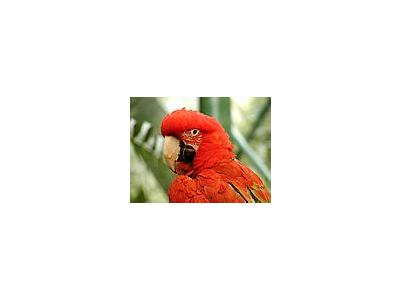 Photo Small Cockatoo Animal