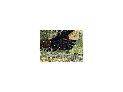 Photo Small Crab 2 Animal