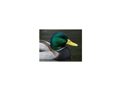 Photo Small Duck Animal