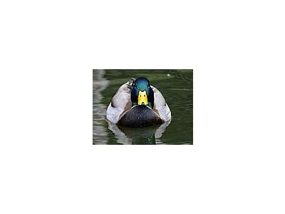 Photo Small Duck 3 Animal