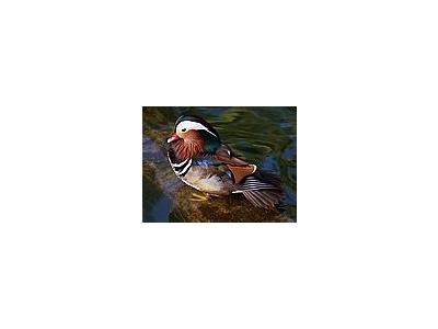 Photo Small Duck 5 Animal