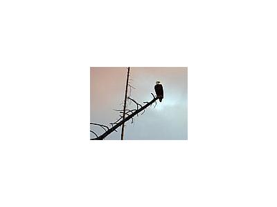 Photo Small Eagle Animal