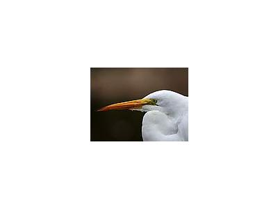 Photo Small Egret Animal