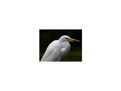 Photo Small Egret 2 Animal