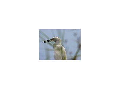 Photo Small Egret 4 Animal