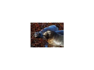 Photo Small Elephant Seals Animal