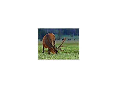 Photo Small Elk At Gibbon Meadow Animal