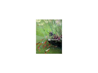 Photo Small Fishes In Pond Animal
