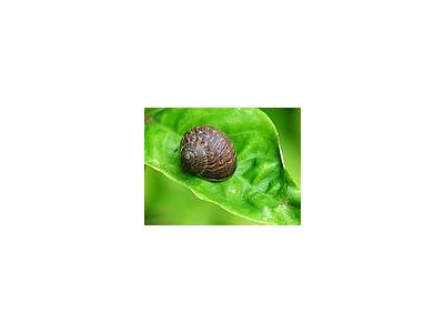 Photo Small Garden Snail Animal
