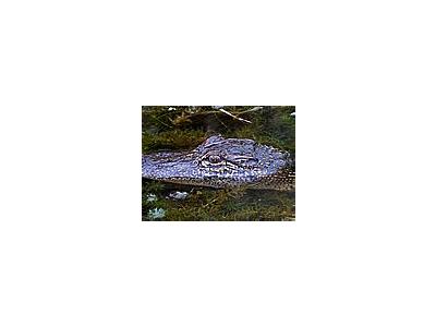 Photo Small Gator 2 Animal